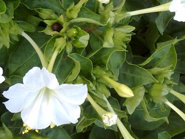 Mirabilis jalapa / Bella di notte